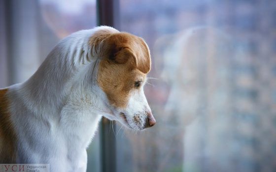 В четверг в Одессе будет жарко и облачно «фото»