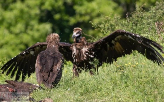 В Одесскую область начали прилетать стервятники, грифы и овсянки (фото) «фото»