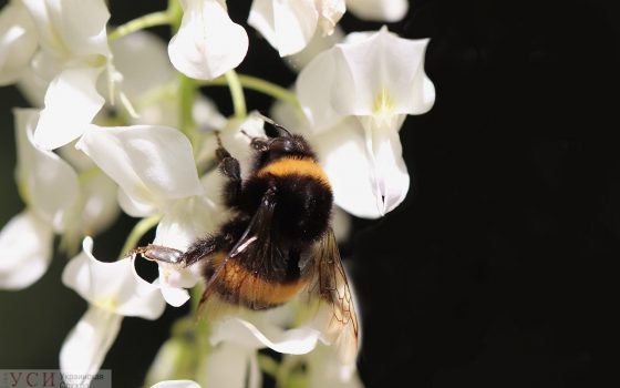 В Одессу пришло лето: ожидается до +29 «фото»