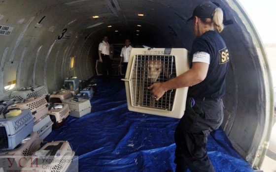 Гибель щенков во время рейса: МАУ временно отказались перевозить животных самолетами Boeing 767 «фото»