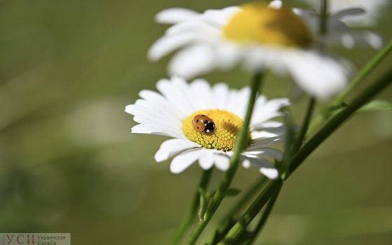 Одесситам обещают жаркий четверг, в области – дожди и грозу «фото»