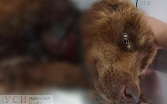 Под Одессой спасли собаку от хозяев-живодеров: цепь вросла в шею животного (осторожно, фото) «фото»