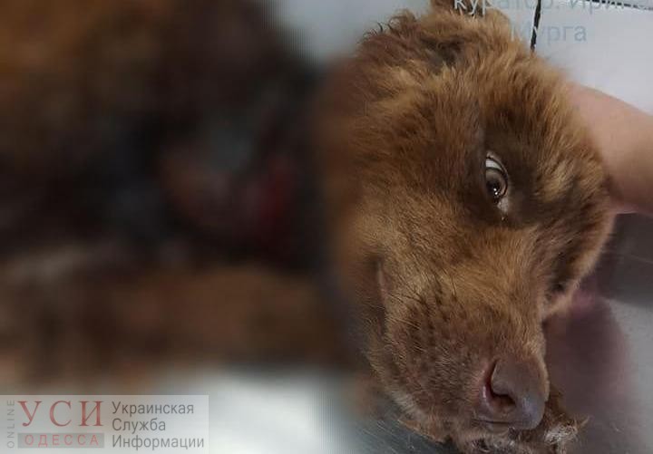 Под Одессой спасли собаку от хозяев-живодеров: цепь вросла в шею животного (осторожно, фото) «фото»