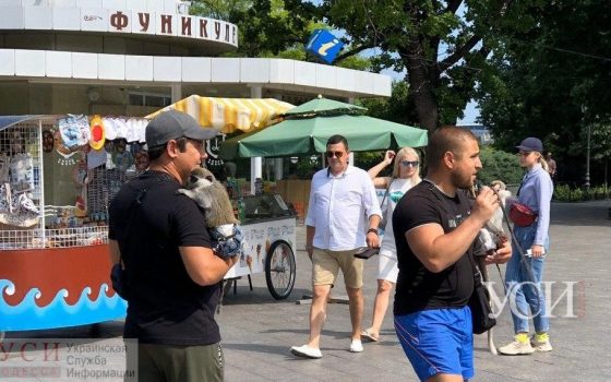 Труханов vs уличные фотографы: На Приморском бульваре  выманивают деньги за фото с животными (фото) «фото»