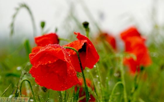 Четверг в Одессе будет теплый, с дождем и грозой «фото»