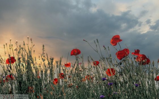 Одесситам обещают дождливую субботу, а в области – грозы «фото»