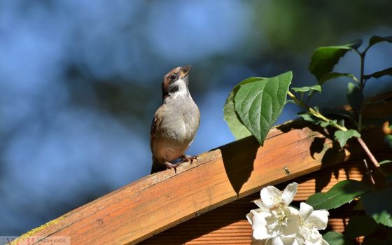 Одесситам обещают теплую среду, а жителям области – грозу и шквальный ветер «фото»
