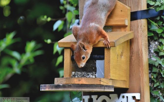В среду будет жарко, возможен дождь «фото»