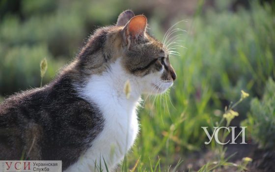 В понедельник снова обещают грозу «фото»
