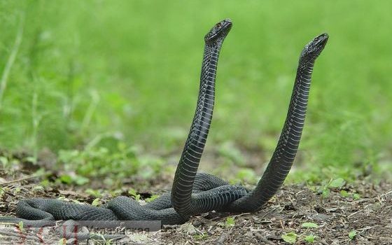 В Отраде брачные игры змей напугали отдыхающих (фото, видео) «фото»