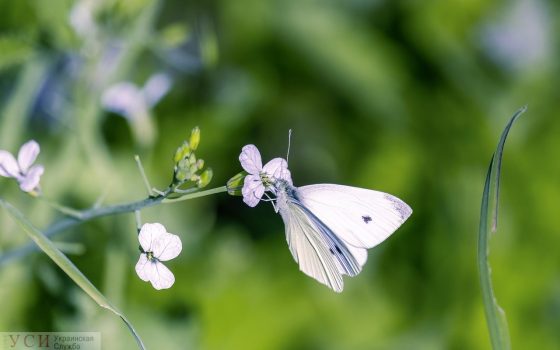 Одесситов ждут жаркие выходные «фото»