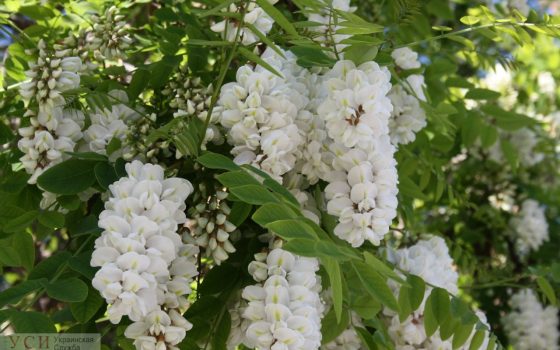 На Мельницкой дерево упало на машину и сорвало провода (видео) «фото»
