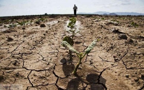 “Нет механизмов”: фермерам юга Одесской области, пострадавшим от засухи, так и не выплатили помощь «фото»
