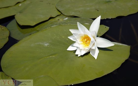 В Одесской области расцвели удивительные цветы (фото) «фото»