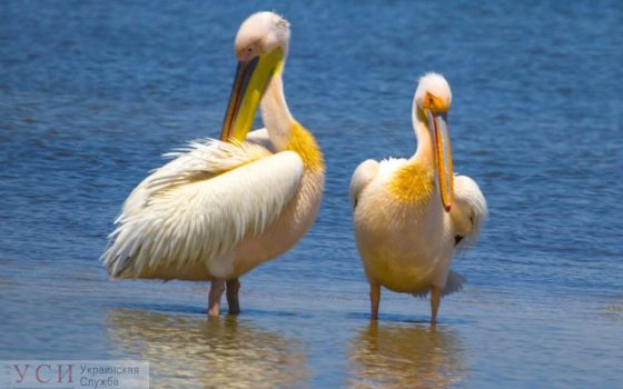 В Одесской области поселились полторы тысячи пеликанов (фото) «фото»