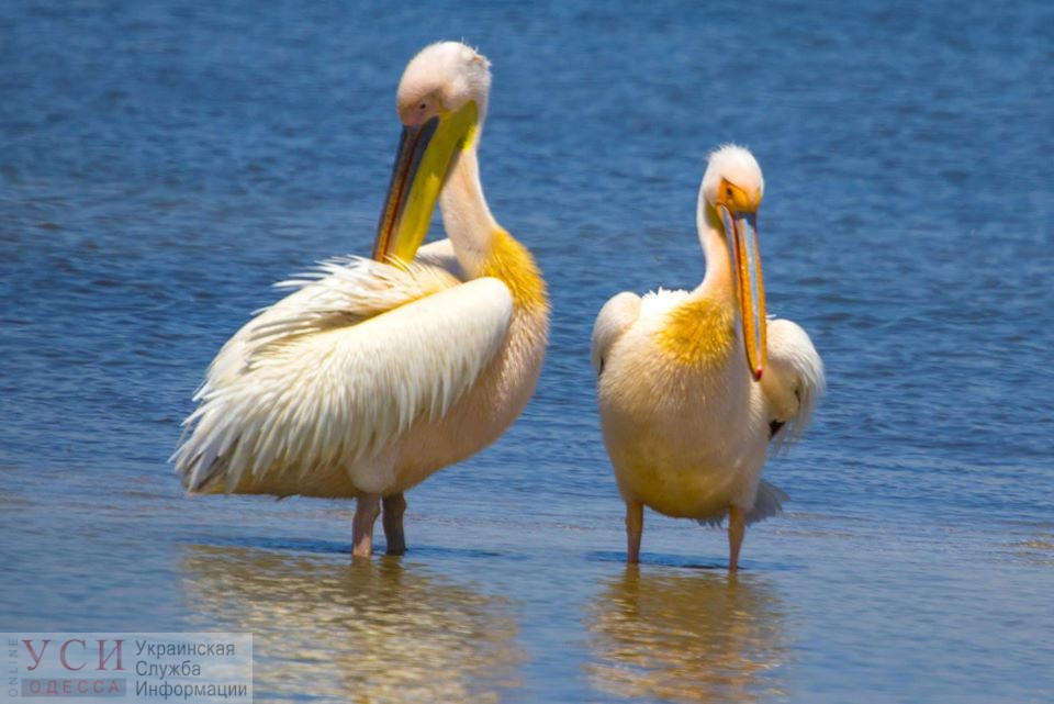 В Одесской области поселились полторы тысячи пеликанов (фото) «фото»