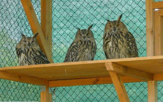 Филинов из Одесского зоопарка поселили в заповедник: вскоре их выпустят на волю (фото) «фото»