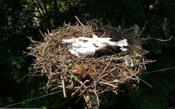 В селе под Одессой рабочие спасли семью аистов (фото) «фото»