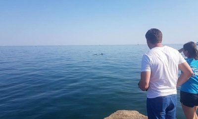 На одесском пляже застряла семья дельфинов – их пытаются спасти (фото, видео) usionline.com На одесском пляже застряла семья дельфинов – их пытаются спасти (фото, видео) «фото»
