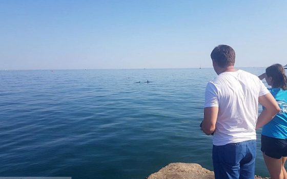 На одесском пляже застряла семья дельфинов – их пытаются спасти (фото, видео) «фото»