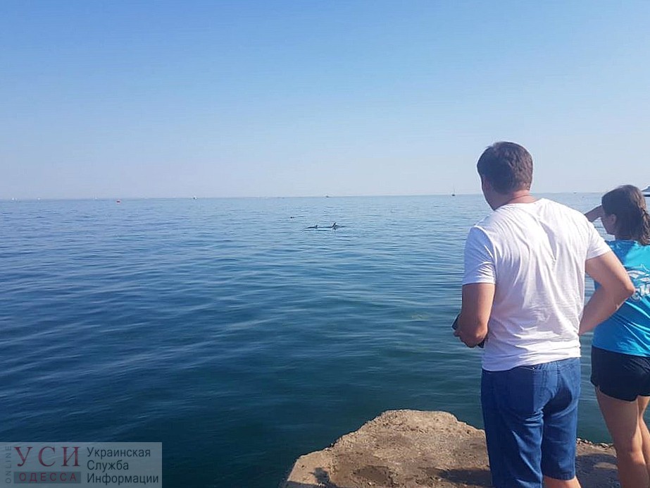 На одесском пляже застряла семья дельфинов – их пытаются спасти (фото, видео) «фото»