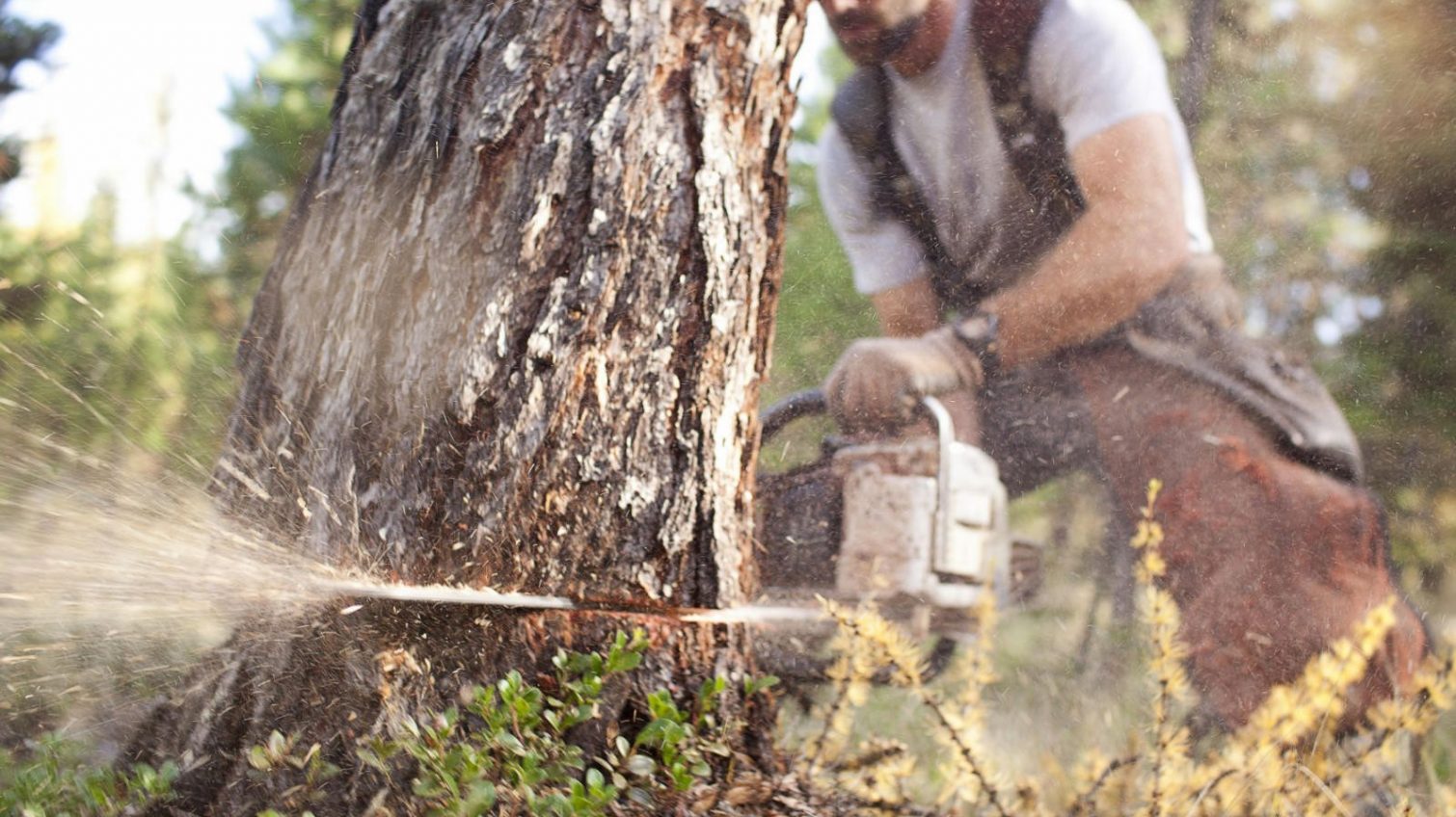В Украине предлагают ввести уголовную ответственность за срубленное дерево «фото»