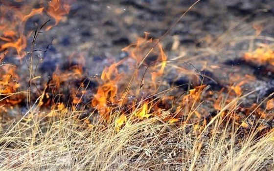 Возле Таировского кладбища вспыхнул пожар (видео) «фото»