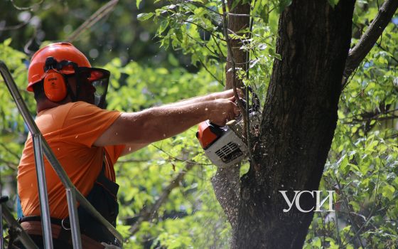 За день в Одессе упало более 100 деревьев: большую часть уже убрали (фоторепортаж) «фото»