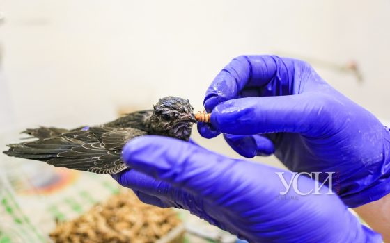 “Птичья мама”: как в Одесском зоопарке спасают раненых птиц (фото, видео) «фото»