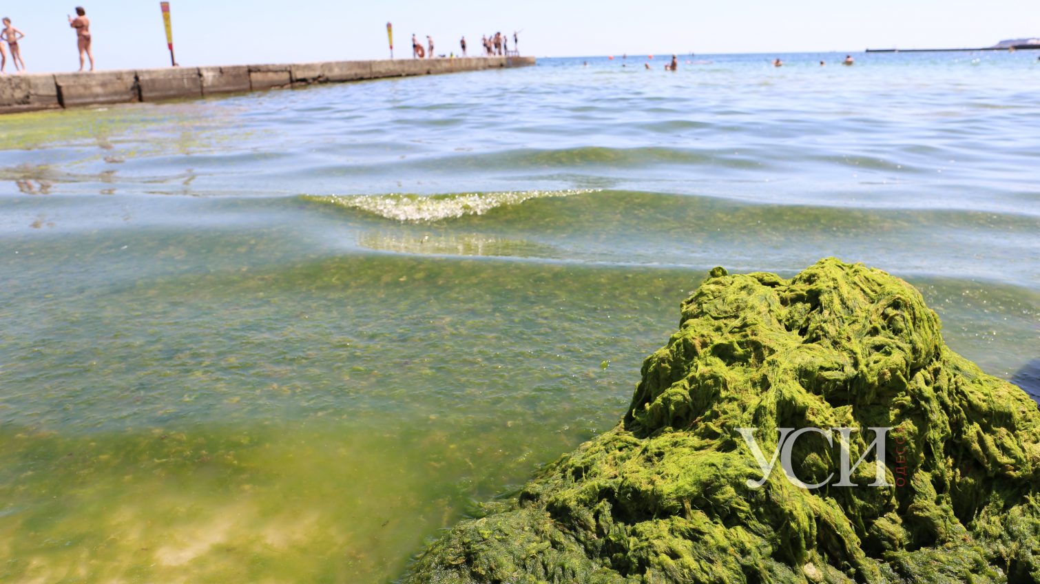 Пляж на 10-й станции затянуло зелеными водорослями, их убирают граблями (фото, видео) «фото»