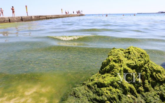 Пляж на 10-й станции затянуло зелеными водорослями, их убирают граблями (фото, видео) «фото»