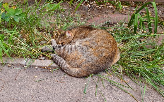 Синоптики прогнозируют Одессе утренний дождь и жару к середине дня «фото»