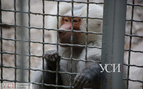 Операция по поимке павианов в Одессе: появилось видео (видео) «фото»