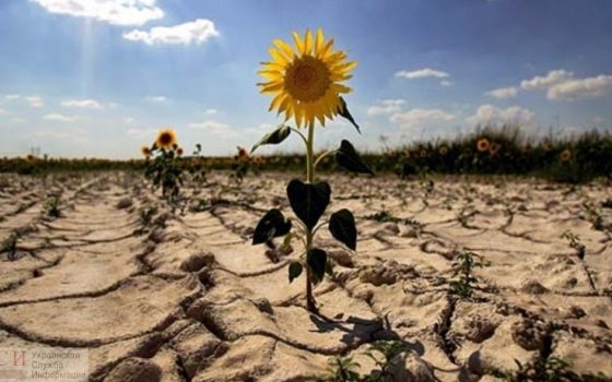Фермеров хотят страховать, но денег для пострадавших от засухи в Одесской области пока нет «фото»