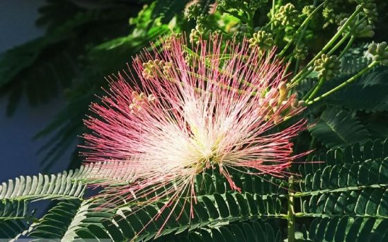 Пятница в Одессе будет жаркой и солнечной «фото»