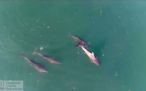 Застрявшие в одесской акватории дельфины, уплыли в открытое море: экологи объяснили, почему им не надо было помогать (фото, видео) «фото»