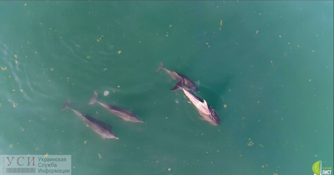 Застрявшие в одесской акватории дельфины, уплыли в открытое море: экологи объяснили, почему им не надо было помогать (фото, видео) «фото»