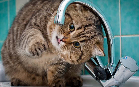 На нескольких улицах в центре Одессы отключат воду «фото»