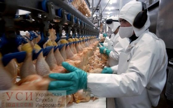 В курятине из Польши обнаружили сальмонеллу «фото»