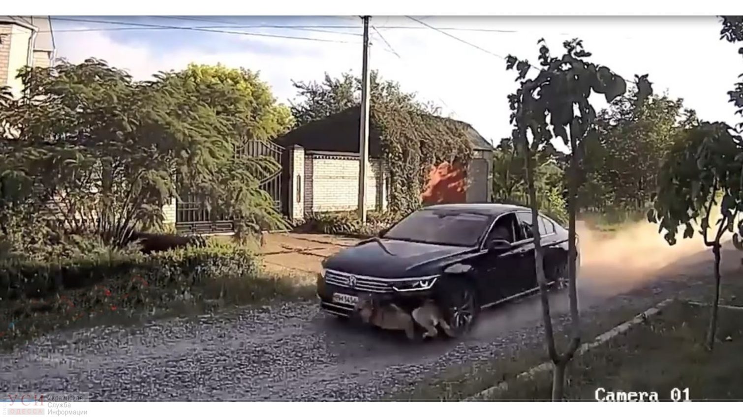 В Одесской области водитель иномарки намеренно давил собаку (фото) «фото»