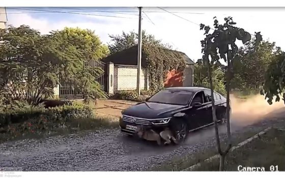 В Одесской области водитель иномарки намеренно давил собаку (фото) «фото»