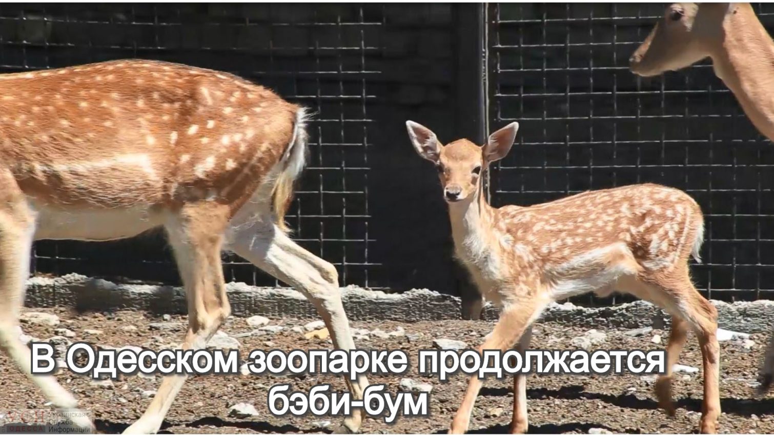 В Одесском зоопарке продолжается бэби-бум (видео) «фото»