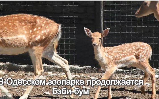 В Одесском зоопарке продолжается бэби-бум (видео) «фото»