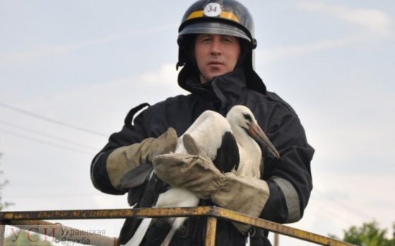 В Одесской области пожарные спасли аиста, который запутался на тросе гидровышки (фото) «фото»