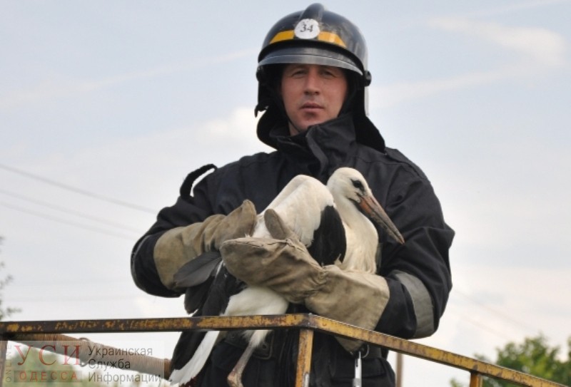 В Одесской области пожарные спасли аиста, который запутался на тросе гидровышки (фото) «фото»