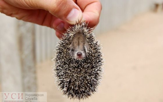 Издевался над ежиком: жители Одесской области заплатят штраф за жестокие игры сына-подростка (видео) «фото»