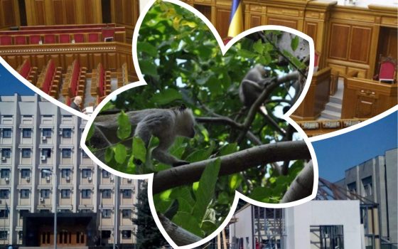 Эта неделя в прошлые годы: задержание начальника полиции, выборы в Верховную Раду и сбежавшие обезьяны «фото»