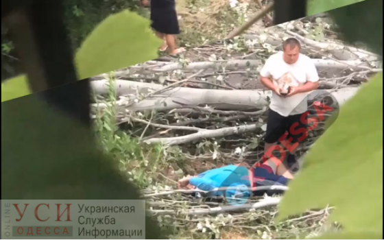 Огромный тополь упал на мужчину: пострадавшего увезла скорая (видео) «фото»