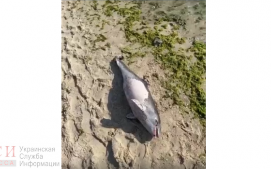 На пляже возле Delfi обнаружили мертвого дельфина (видео) «фото»