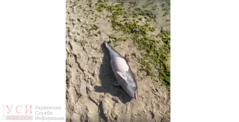 На пляже возле Delfi обнаружили мертвого дельфина (видео) «фото»